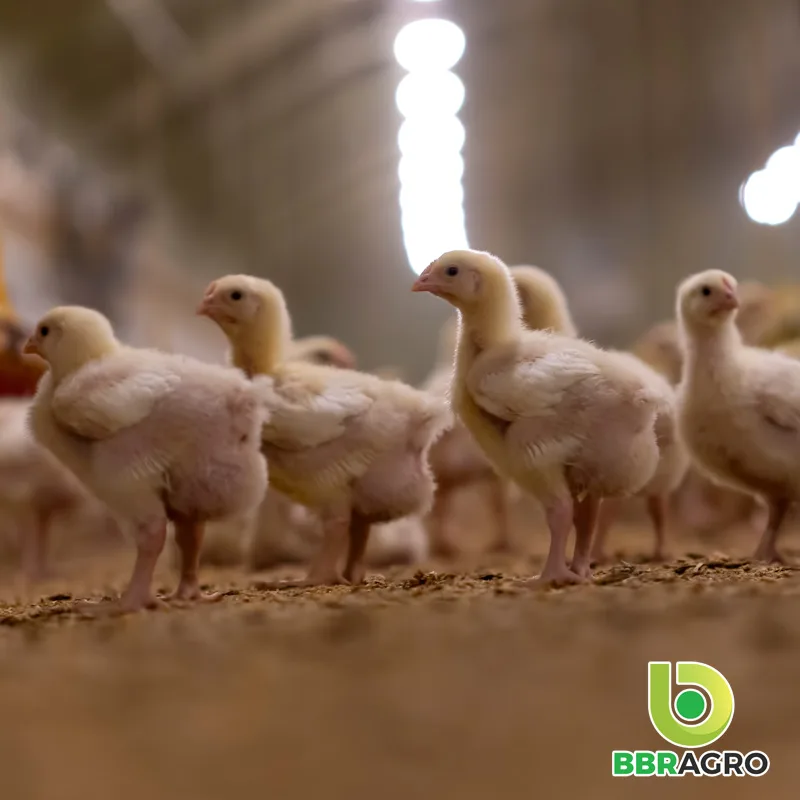 NUTRIÇÃO ANIMAL